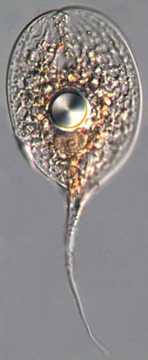 EUGLENOPHYTA