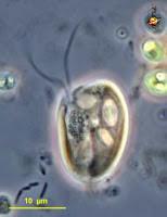 CRYPTOPHYTA od gr. krypta = skriveno i gr.