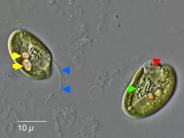 CRYPTOPHYTA ćelije asimetrične, dorziventralna građa, jedna kosa ili poprečna brazda dva biča slične dužine, pokrivena dlakama,
