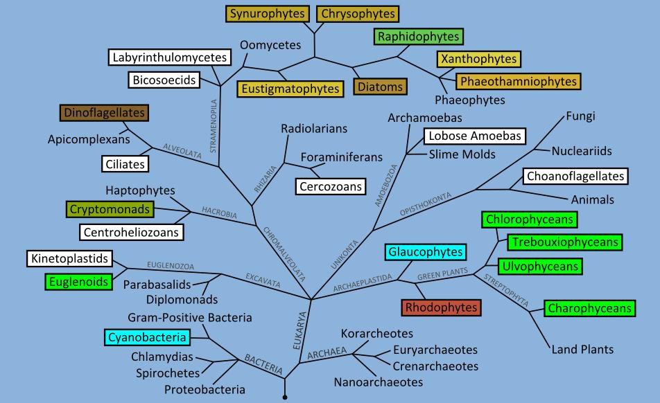 EUGLENOPHYTA eukariotska grupa problematične klasifikacije najstariji