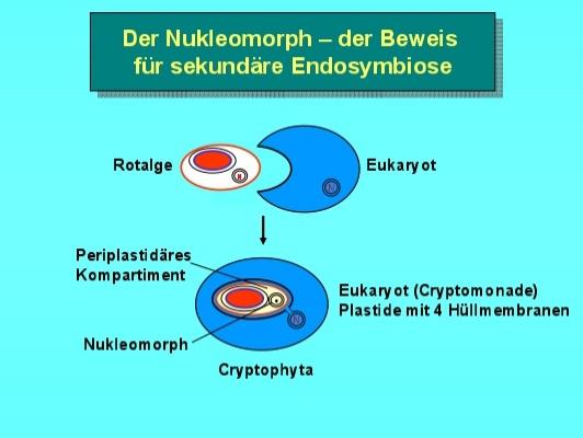 CRYPTOPHYTA hromatofori 1-2 na periferiji ćelije, obavijeni sa 4 membrane, 2 spoljašnje membrane poreklom od endoplazmatičng retikuluma nukleomorf zaostalo jedro
