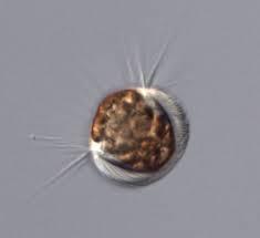 CRYPTOPHYTA simbioza sa