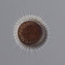 u cilijati Myrionecta