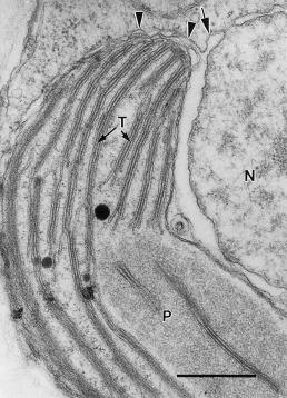 HAPTOPHYTA hromatofori najčešće 2, diskoidalnog oblika sekundarnom endosimbiozom sa crvenom algom obavijeni sa 4 membrane, dve spoljašnje
