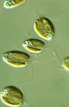 HAPTOPHYTA Prymnesium