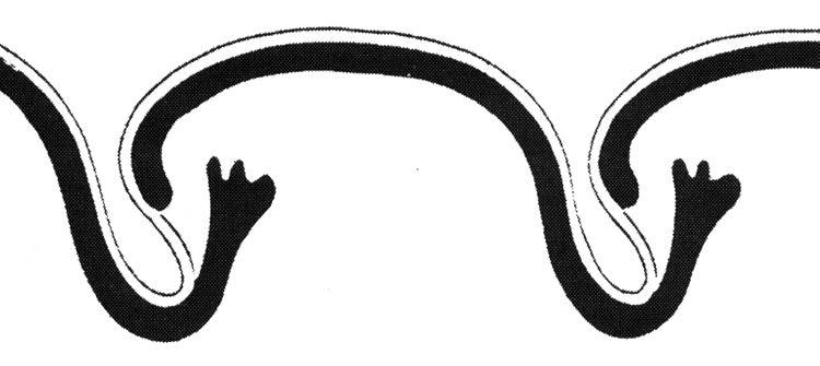 EUGLENOPHYTA