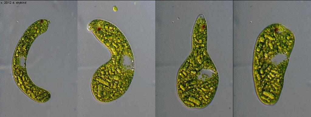 metabolija promena