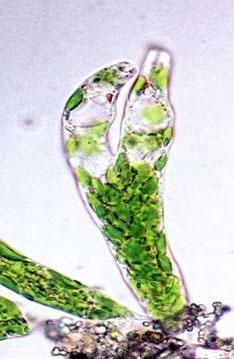 EUGLENOPHYTA razmnožavanje samo vegetativno deobom ćelije, uzdužnom deobom od