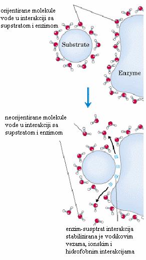 Vezanje antigena na specifično antitijelo ovisi o kumulativnom efektu slabih interakcija