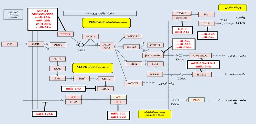 مجله علمی دانشگاه علوم پزشکی قزوین سال بیستم شماره 3 (پی در پی 86 ) مرداد و شهریور 1395/ مقاله مروري 68 زیست نشانگر تشخیصی ب ر اي تشخیص بهنگام و در برخی مواقع براي تعیین پیشآگهی بیماري کمککننده