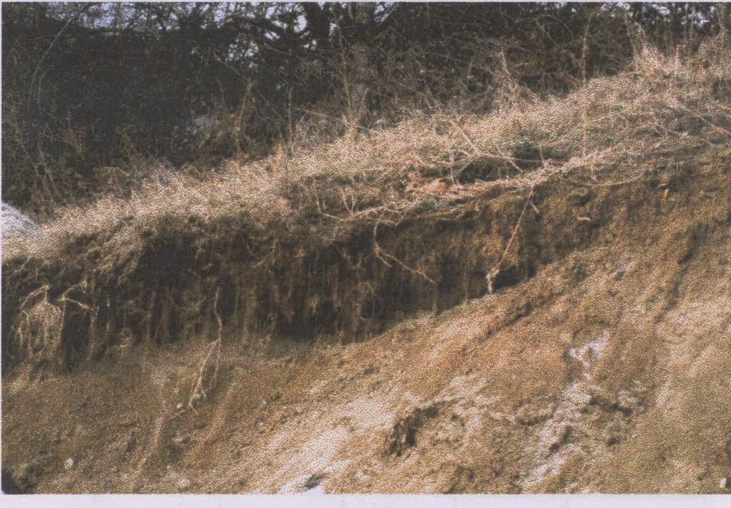 Слика 1. Биолошки армираног прашинасто песковито земљиште Figure 1.