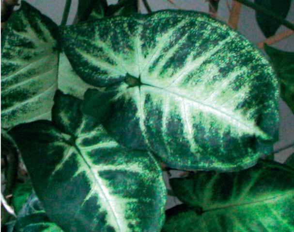 rastlina predenica (rumenkasta rastlina, oznaëena s