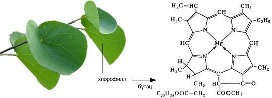 Ургамлын ногоон пигмент болох хлорофилл нь хэсэгчлэн гидрогенжсэн порфирины цагирагт комплекс холбогдсон магни агуулдаг.
