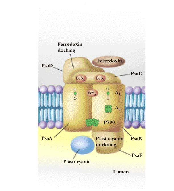 Fotosistem I (PSI) Kinon