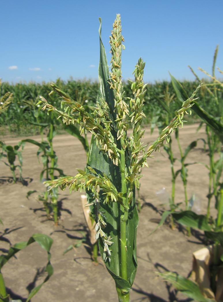 5.4 Фенотипска оцена инбред линија кукуруза Фенотипска оцена инбред линија кукуруза урађена је према UPOV и CIMMYT /ICPGR дескрипторима за следеће особине: време цветања мушке цвасти (метличење),