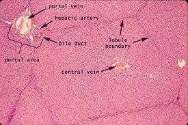 Tvore je jetrene stanice koje nazivamo hepatocitima (Slika 2).