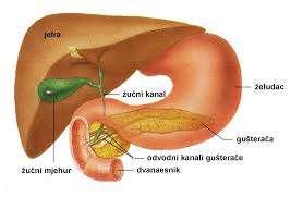 šuplju venu nalazi - lobus caudatus, koji svoju vensku krv drenira direktno u venu cavu inferior, a ne kroz ostale hepatičke vene. Čvrsta vezivna čahura okružuje jetru, lat.