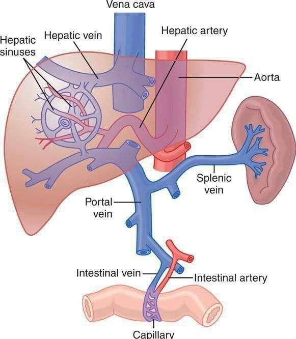 crijevnog područja, zahvaljujući posebnoj mikrocirkulaciji u jetri omogućuje se direktan dodir sa hepatocitima. Hepatička arterija (a.