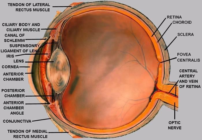 Cum funcționează vederea cromatică?