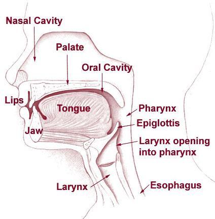 لرتنک دش شقن هدمع یا دیلت یتص فرح دراد یب هدنا لکش نیعم هرفح هصخشم