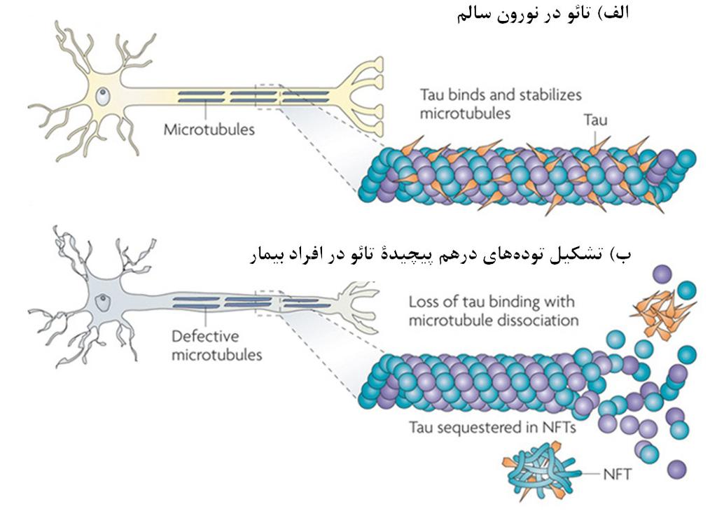 مقــاله مـــــروري گفتــه می شــود کــه تائــو ســمیت تحریکــی وابســته بــه گیرنــدۀ 82NMDA را از طریــق کینــاز Fyn کــه از خانــواده تیروزیــن کینازهــای Src اســت بــه یــک روش وابســته بــه