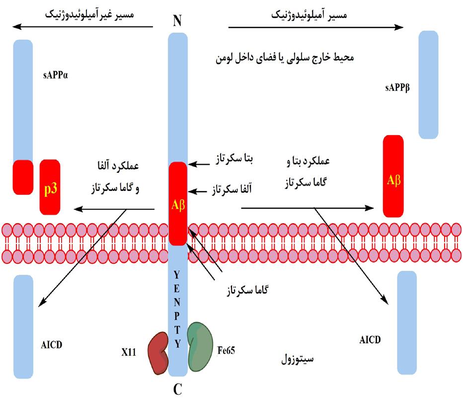 مقــاله مـــــروري تصویــر -2 محــل قرارگیــری مولکــول APP در غشــاء و دو مســیر شکســتن غیــر آمیلوئیدوژنیــك و آمیلوئیدوژنیــك آن الــف - نحــوۀ قرارگیــری پروتئیــن پیش ســاز آمیلوئیــد در غشــاء