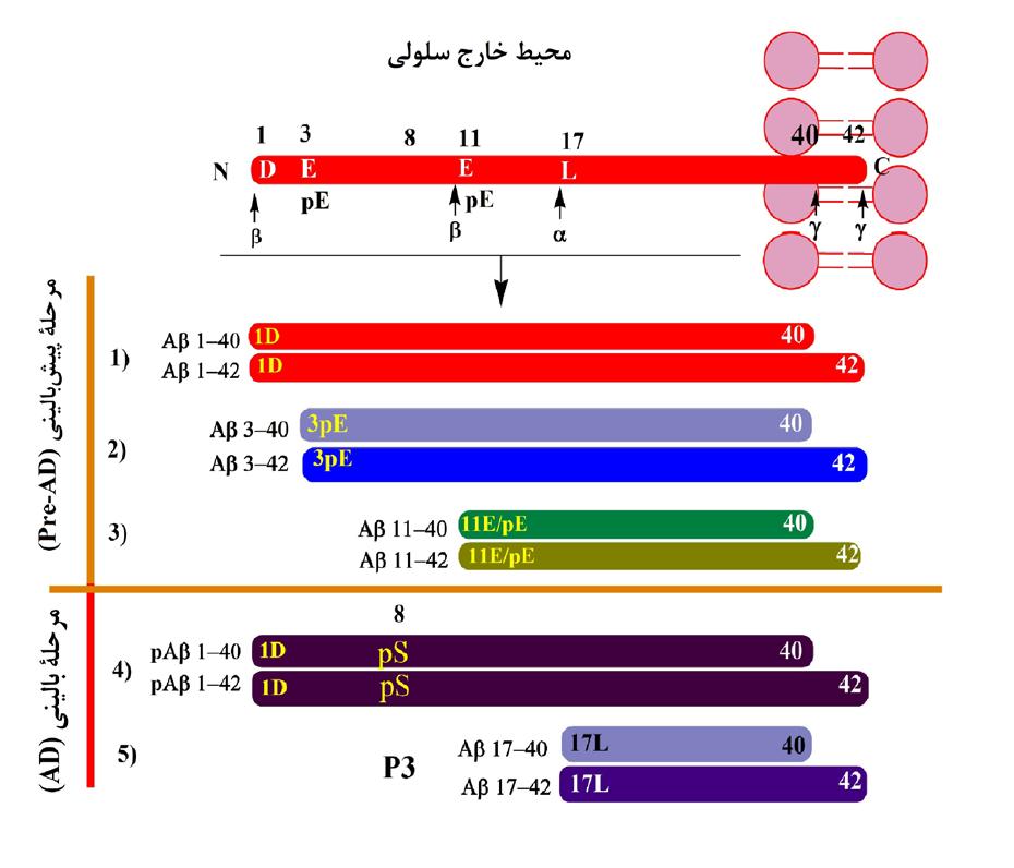الیگومرهای آمیلوئید بتا در حالــی کــه پپتید هــای مونومــر نقطــۀ شــروع و تشــکیل رشــته های آمیلوئیــد بتــا نقطــۀ پایــان هســتند واســطه هایی نیــز وجــود دارنــد کــه وضعیــت ســاختاری بیــن