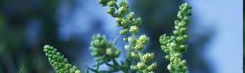 , Tanacetum parthenium, Artemisia spp.