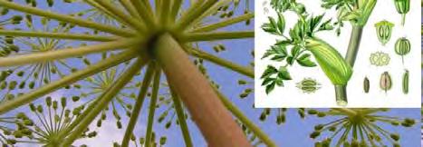 sada nema slučajeva interakcije Passionflower herb ovih biljaka