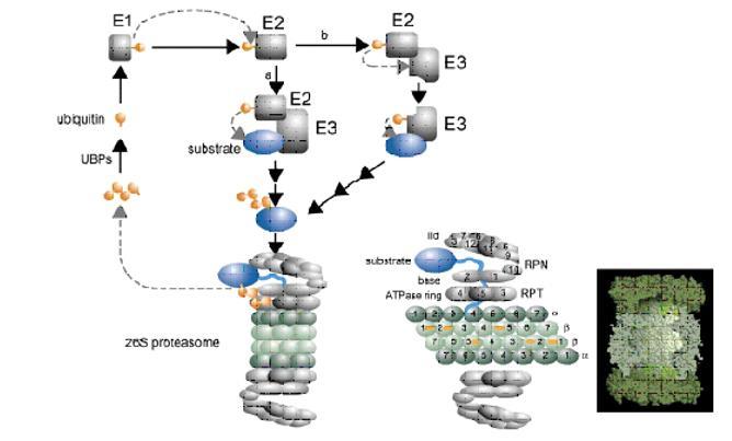 UNUTARĆELIJSKA PROTEOLIZA - Proteazomi Ubikvitin-proteazomski sistem.