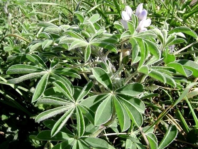 Lupinus albus više od 90%