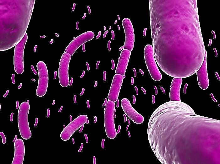 Tu spada i Thiobacillus ferro-oxidans, koji je i hemosintetička bakterija, jer dobija energiju iz oksidacije fero jona u feri jon.