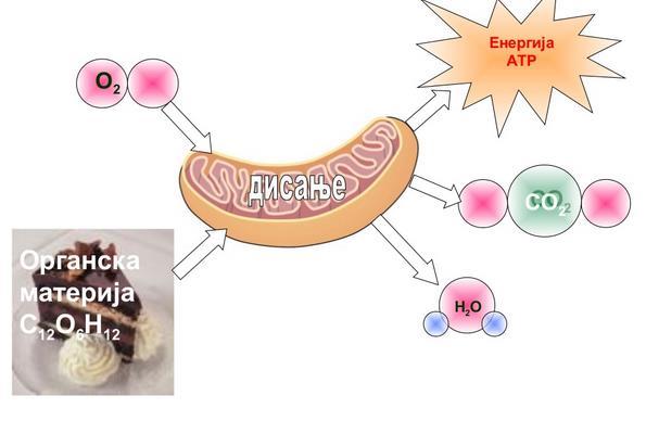 Disanje je proces u kome se organska materija razlaže do konačnih produkata CO 2 i H 2 O, uz oslobađanje energije.
