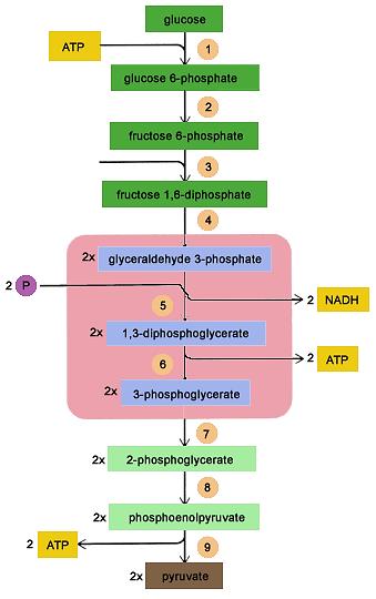 Energetski bilans glikolize Dva molekula ATP-a se troše u pripremi 4 molekula ATP-a se dobijaju u oksidaciji 2 molekula