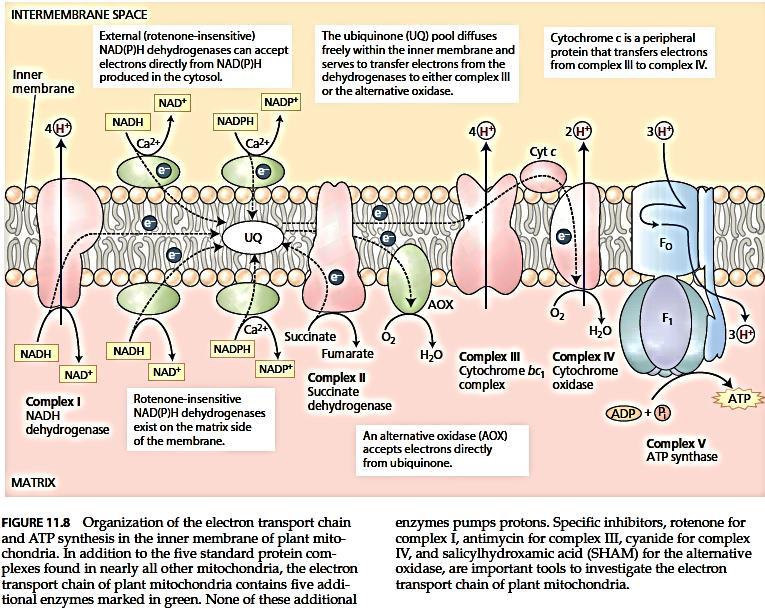 NADH i FADH 2 predaju elektrone elektron-transportnom lancu smeštenom u unutrašnjoj membrani mitrohondrija Krajnji primalac elektrona je O 2 : kiseonik; protoni i elektroni daju H 2 O Prilikom