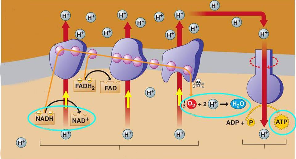 međumembranski prostor unutrašnja membrana Elektron-transportni lanac Oksidacijom jednog molekula NADH+H + nastaju TRI molekula ATP-a Oksidacijom jednog molekula FADH+H + nastaju DVA molekula ATP-a.
