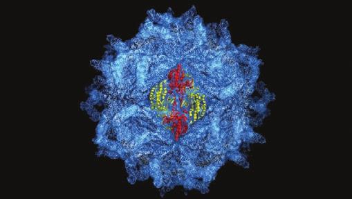 Kapsid RNK virusa mesta) na ćeliji domaćinu, posle čega virus ulazi u ćeliju. Kapsid je nosilac antigena.