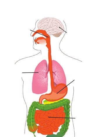 Simptomi svinjskog gripa - curenje iz nosa - upaljeno grlo - mrzovoljnost - loš apetit - kašljanje - mučnina - povraćanje Sistemski simptom: - groznica - dijareja iz nosa, kašalj, otežano disanje,