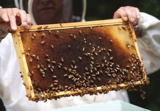 U košnicama pčele proizvode neke od najlekovitijih supstanci u prirodi zdrav organizam, a obolelom organizmu pomažu da se izbori sa prouzrokovačima bolesti.