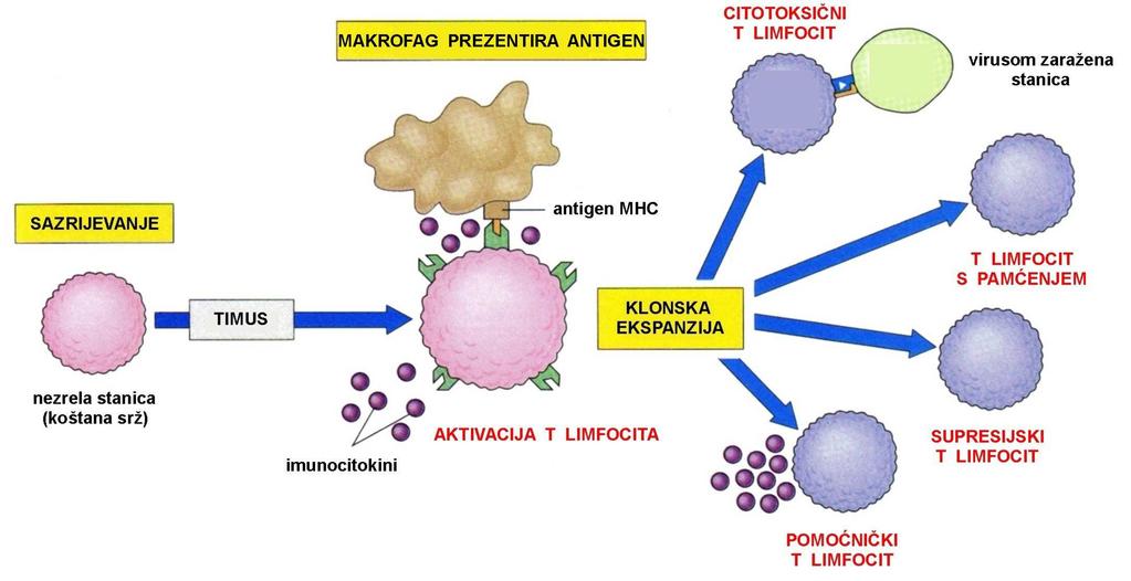Limfociti T Imunocitokini imunocitokin histamin interferoni interleukin-1 interleukin-2 interleukin-8 interleukin-12 učinak potiče upalni proces pojačavaju aktivnosti bijelih krvnih stanica aktivira