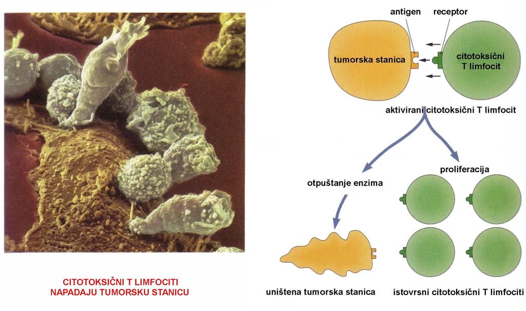 plazma stanice pomoćnički limfociti T uloga preteče plazma stanica; prepoznavanje određenog stranog antigena stvaranje protutijela na određeni strani antigen prepoznavanje antigena kojeg predočuju