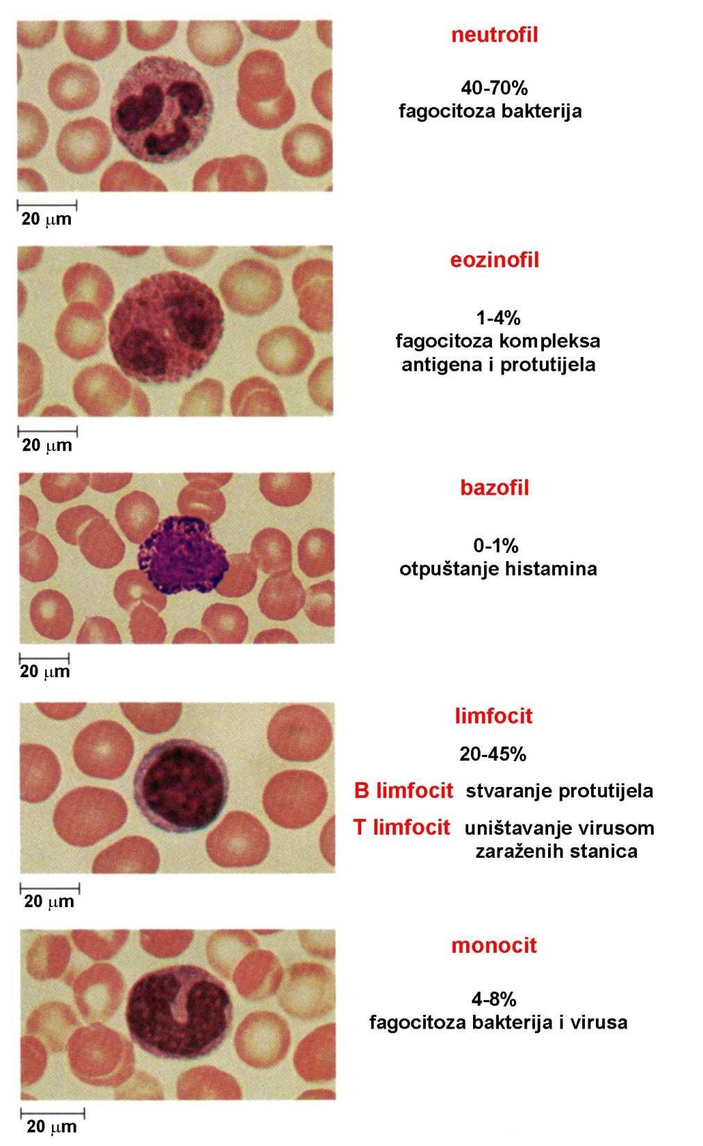 Stanice imunosnog sustava Leukociti stanice monociti makrofagi uloga preteče makrofaga fagocitiraju stanice uljeza; predočuju antigen pomoćničkim limfocitima T; fagocitiraju stanice obložene
