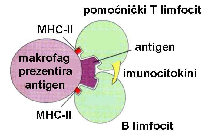 Humoralna imunost Stanična imunost Imunosni odgovor Sistemski imunosni odgovor sastavnica makrofagi limfa limfni čvorovi pomoćnički limfociti T