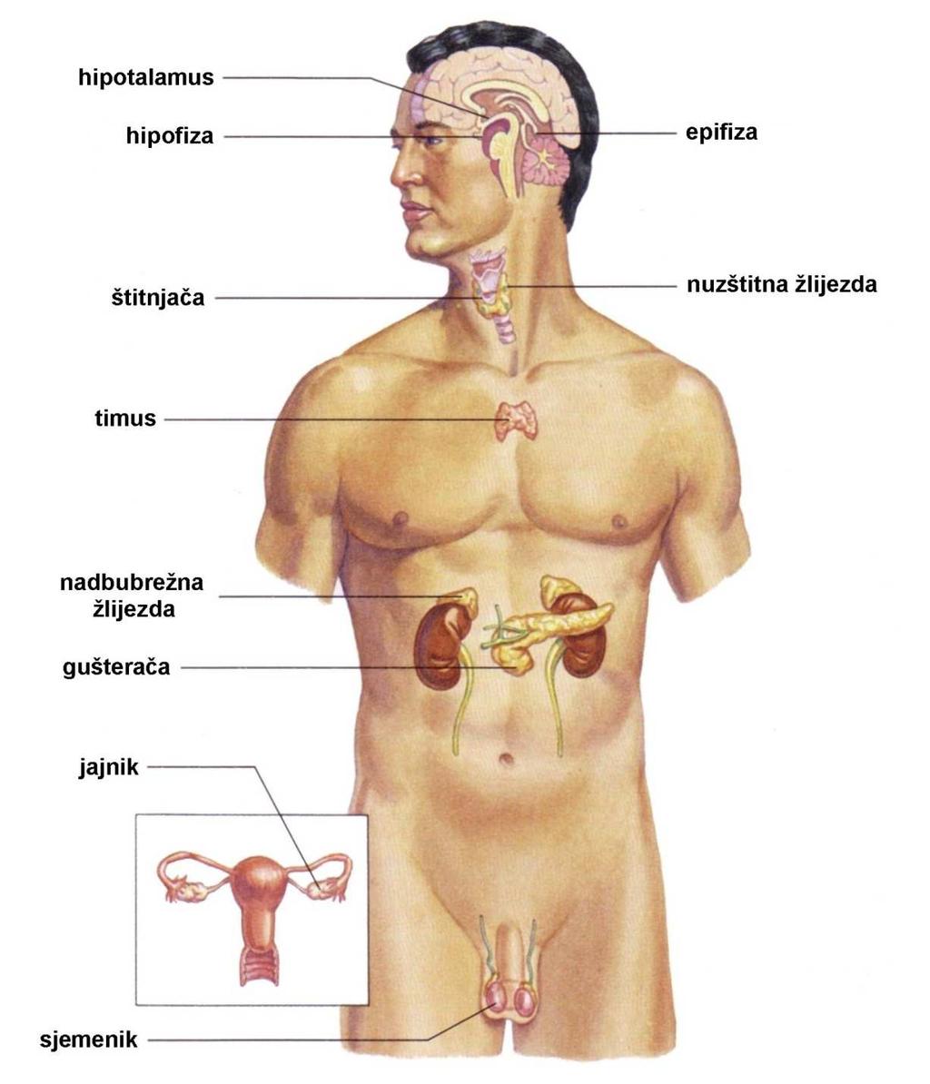 Sustav organa s unutarnjim izlučivanjem u čovjeka Hipotalamus i hipofiza hipotalamus i hipofiza glavni centri za usklađivanje rada živčanog i endokrinog sustava hipotalamus smješten iznad hipofize;