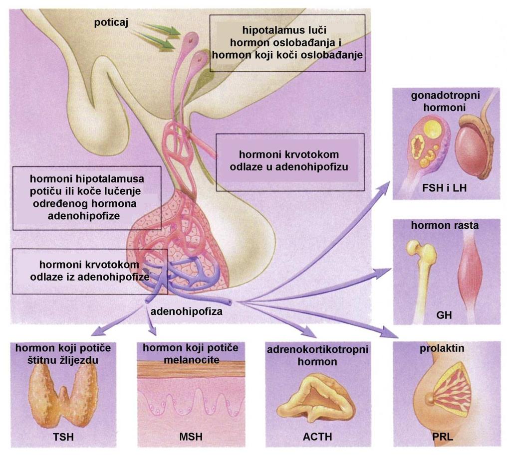 Hipotalamus i adenohipofiza Sustav organa s unutarnjim izlučivanjem epifiza ili pinealna žlijezda ima ulogu u kontroli dnevnog i godišnjeg ciklusa (ciklus spavanja, ovulacija); epifiza izlučuje