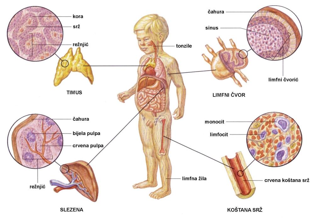 Limfni organi i tkiva Imunosni sustav antigeni proteinske ili polisaharidne molekule koje se nalaze na površini virusa, bakterija i drugih mikroorganizama, ili su slobodne molekule; antigena svojstva