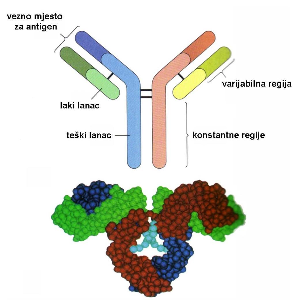 (Ig); imunoglobulini prepoznaju i vežu specifični antigen te osiguravaju njegovo uništavanje; sastoje se od dva laka i dva teška lanca; svaki lanac sastoji se od konstantnog i varijabilnog dijela;