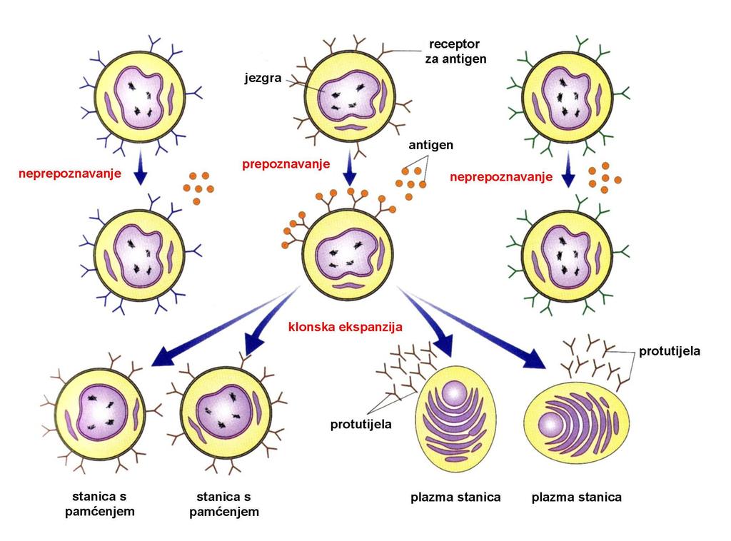 Raznolikost protutijela Proteini stanične membrane (površinski biljezi) stanica imunosnog sustava stanica limfocit B limfocit T (CD4) pomoćnički induktorski limfocit T (CD8) citotoksični supresijski