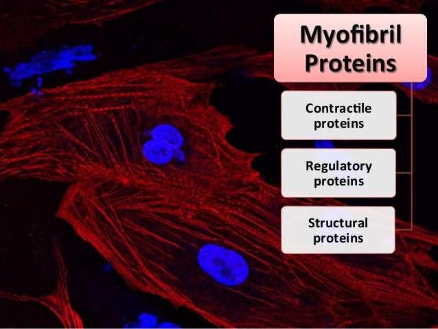 Mm olbaltumvielas: ~ 20% no kopējās mm masas (5-6 kg) ~ 50% no cilvēka kopējā proteīnu daudzuma Albumīni, globulīni, citi šķīstošie proteīni Katru kodē