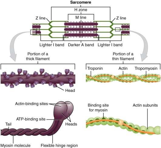 Kontraktīlās miofibrillu olbaltumvielas Aktīns Globulārs proteīns, veido lineāru polimēru tievo filamentu Uz virsmas ir speciāla miozīnu saistoša zona Miozīns Resnie filamenti Globulīns 2 smagās un 2